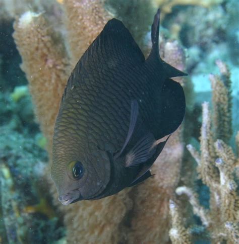 Dusky Damselfishstegastes Adustus