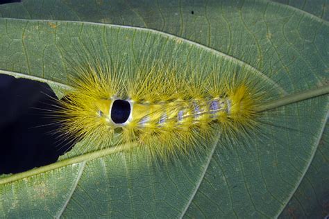 Grote S Tussock Moth Common Caterpillars Of Hong Kong Inaturalist