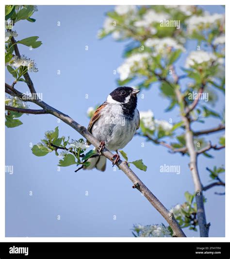 British Hawthorn Hi Res Stock Photography And Images Alamy