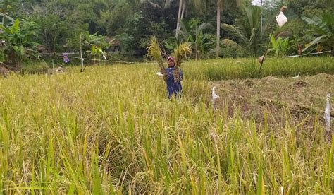 Serangan Wereng Mengganas Petani Ciamis Panen Lebih Awal