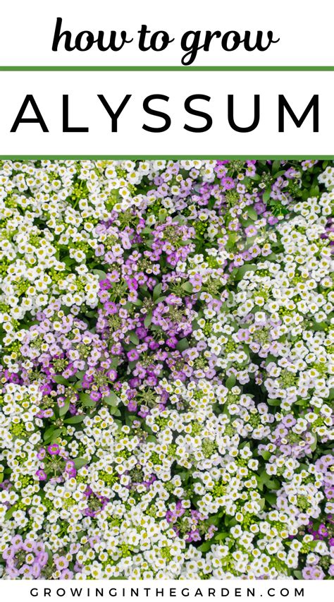 How To Grow Alyssum 5 Tips For Growing Alyssum Artofit