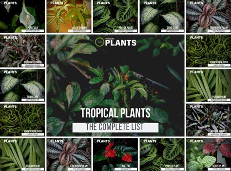 11 Truly Tropical Terrarium Plants Placement And Pictures