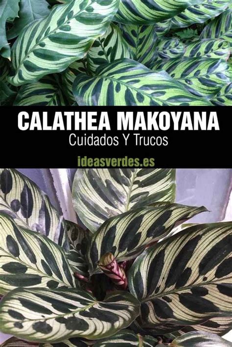 Calathea Makoyana Cuidados Y Trucos Para Su Cuidado En Casa Ideas Verdes