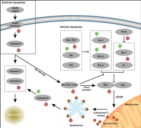 Apoptosis Signaling Pathway And Its Control By Phosphorylation