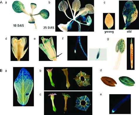 Ors Promoter Driven Gus Expression A Arabidopsis A Gus