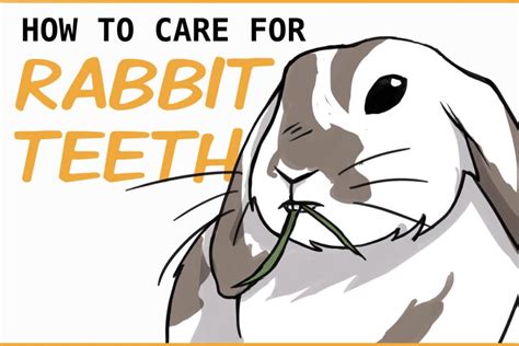 How to Care For Your Rabbit’s Teeth