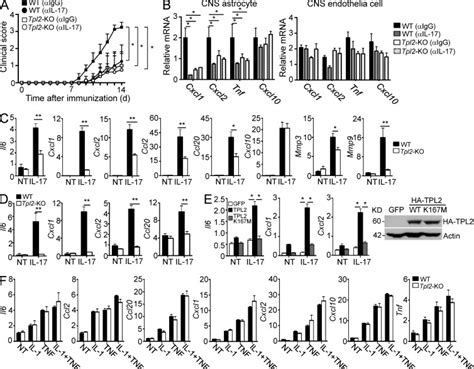 Tpl2 Mediates Autoimmune Inflammation Through Activation Of The Tak1