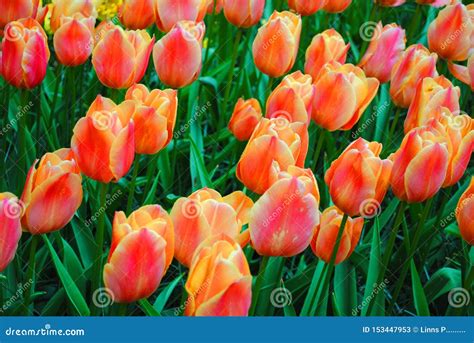 The Glade With Multicolor Tulips In The Netherlands Flowers Park Stock