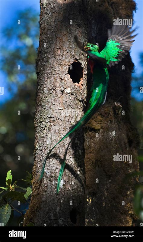 Resplendent Quetzal Pharomachrus Mocinno Male Bringing Wild Avocado To