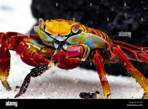 Sally Lightfoot Crab Galapagos Islands Ecuador South America Stock