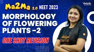 Morphology Of Flowering Plants One Shot Revision Doovi