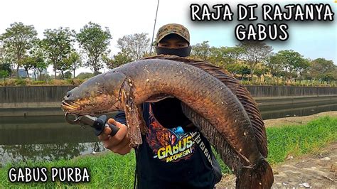 Mancing Ikan Gabus Terbesar Dari Yang Paling Besar Mancing Gabus