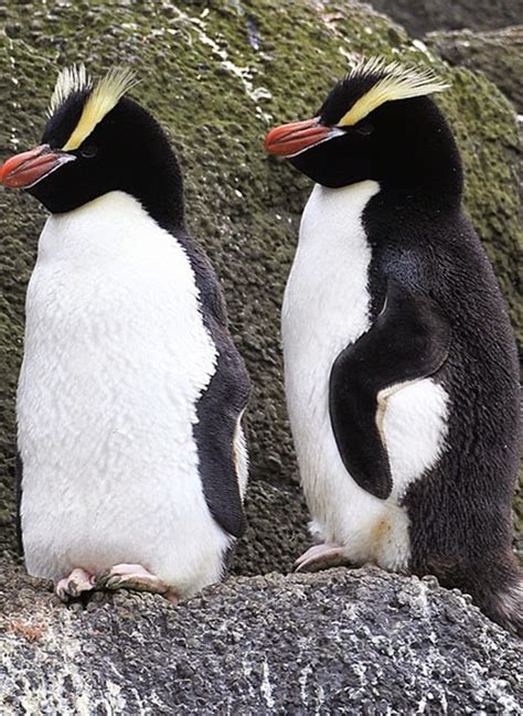 Penguin breeds | Wild life