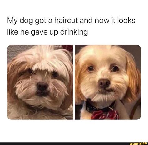 My dog got a haircut and now it looks like he gave up drinking - seo ...