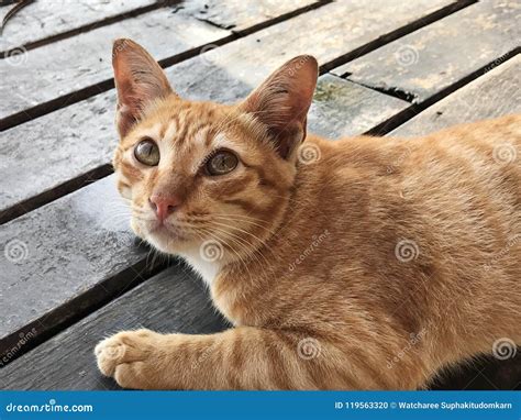 A golden tabby cat. stock photo. Image of hair, cuddly - 119563320