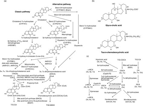 2 Bile Acid Synthesis Pathways A The Classic And Alternative Bile