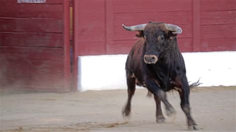 Tauromaquia El Documental Taurino Que En Realidad Es Antitaurino Público