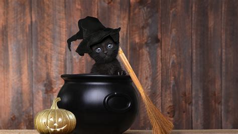 Halloween Safety For Your Cat