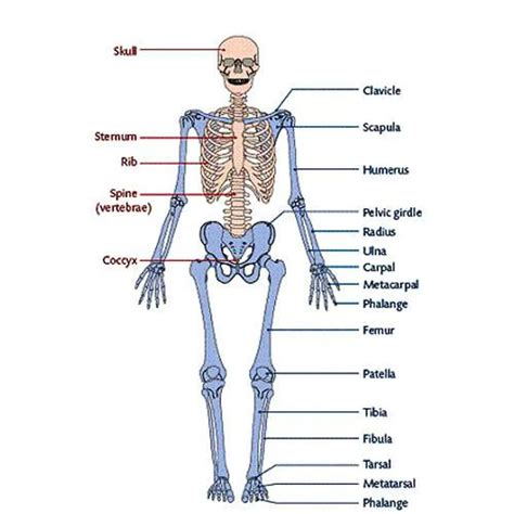 Pictures Of Appendicular Skeleton