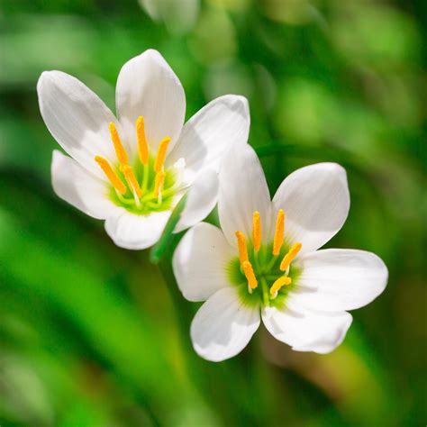 Mixed Rain Lily Bulbs For Sale Sampler Collection Easy To Grow Bulbs