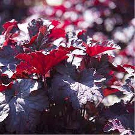 HEUCHERA Palace Purple CTR 1L