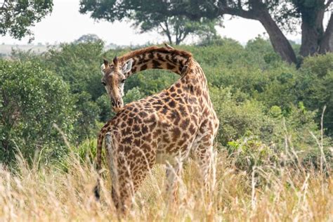 Premium Photo View Of Giraffe On Field