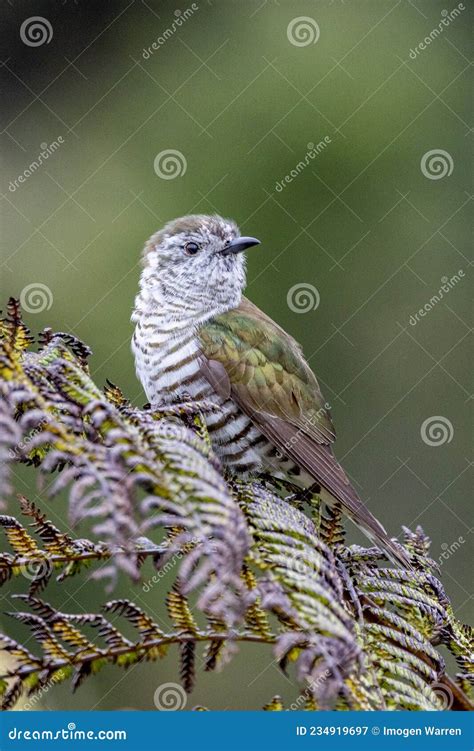 Shining Bronze Cuckoo on Migration in New Zealand Stock Image - Image of cuckoo, animal: 234919697