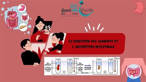 Ac Svt Exercices De Contr Le Sur La Digestion Des Aliments Et L