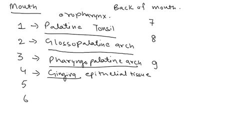 SOLVED Palatine Tonsil III Tongue Nostrils Lingual Tonsil Thyroid