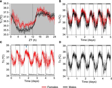 Frontiers Sex Differences In Thermoregulation In Mammals