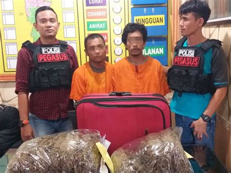 Bawa 8 Kg Ganja Dua Warga Aceh Ditangkap Di Medan Tagar