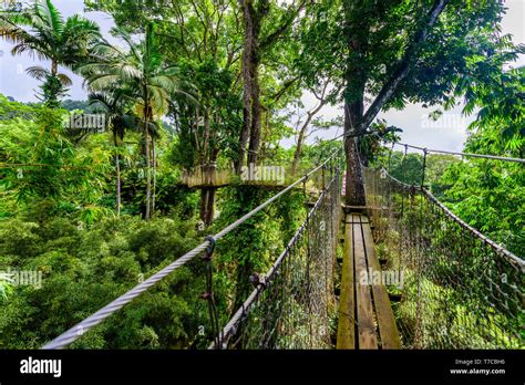 Balata Garden Martinique Paradise Botanic Garden On Tropical