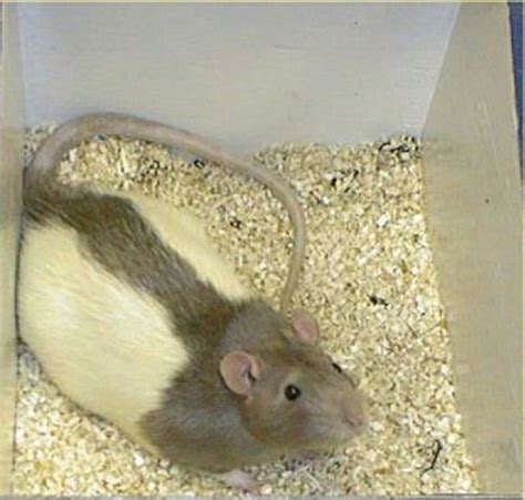 Fancy Rat Varieties Fur Color Eye Color Coat Type And Markings