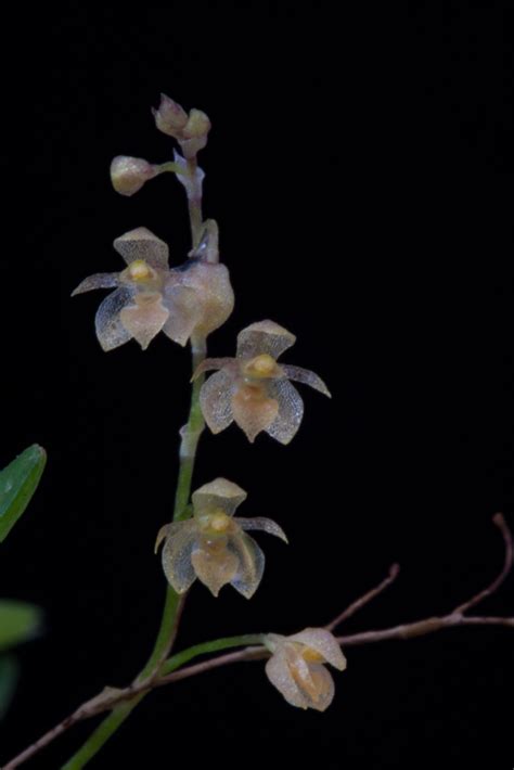 Platystele Microtatantha Wiel Driessen Flickr