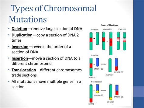 5 Types Of Chromosomal Mutations