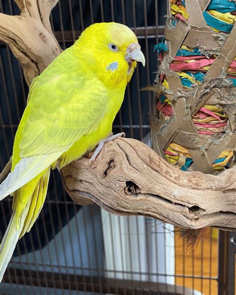 Rare Budgie Colors