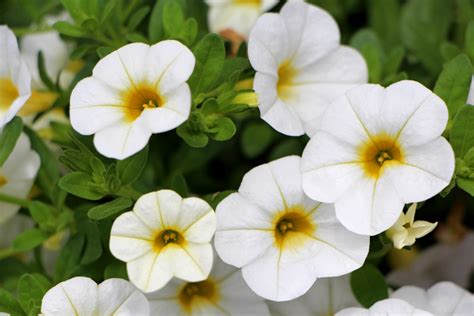 Banco de imagens natureza plantar flor pétala botânica amarelo