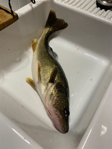 25 Inch Walleye From West Lake Okoboji Iowa Rfishing