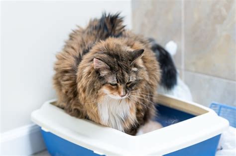 Urinary Tract Infections In Cats Seymour Vets