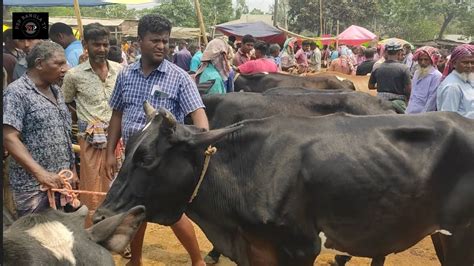 আজ ১ মে২৩ চট্টগ্রামের ব্যবসায়ী কত টাকা মন দরে মাংসের বড় বড় গরু কিনলেন কাহারোল হাটে