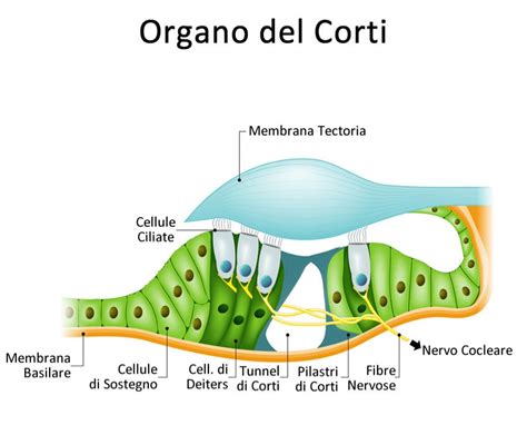 Organo Del Corti Cos Struttura E Funzione