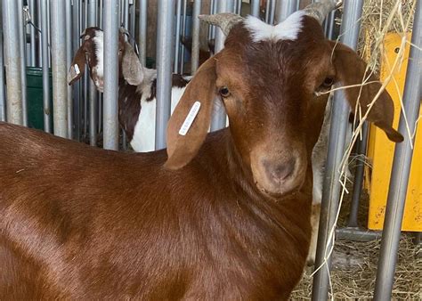 Meat Goat Breeds