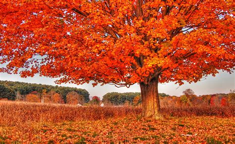 Fondos de Pantalla Otoño árboles Follaje Naranja Naturaleza descargar