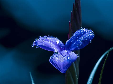 blue flower design flower images pixabay