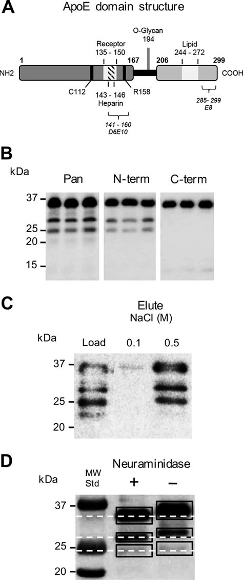 Characterization Of Apoe Fragments A Schematic Overview Of Apoe