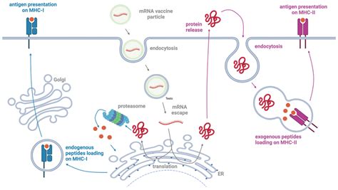 Vaccines Free Full Text Updated Considerations For The