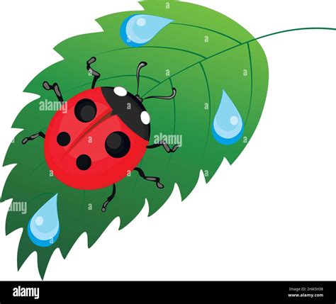 Ladybug On Leaf Vector Illustration Stock Vector Image And Art Alamy