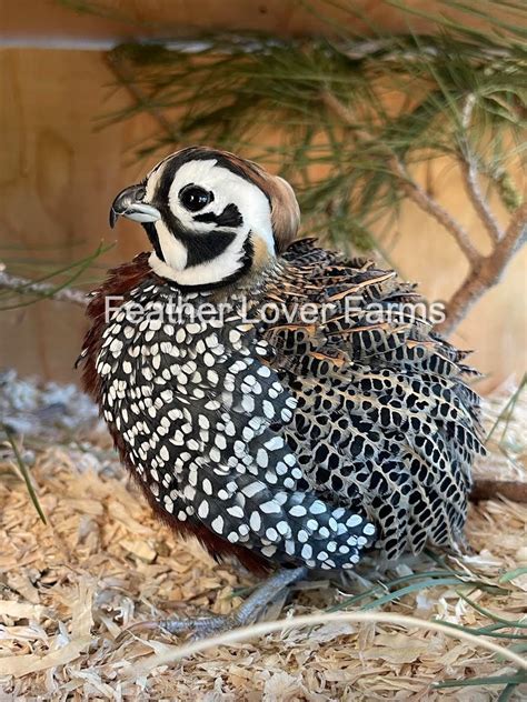 Mearns Montezuma Quail Pairs For Sale Feather Lover Farms