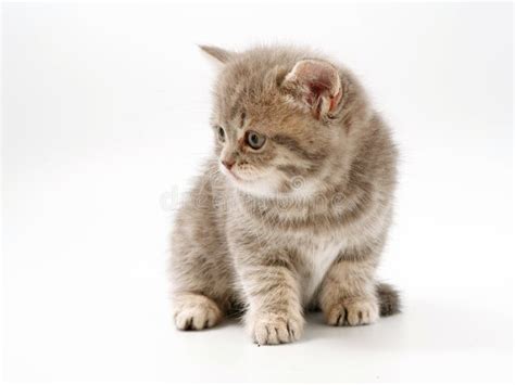 Peu Chatons Dr Les Sur Un Fond Blanc Photo Stock Image Du Beau