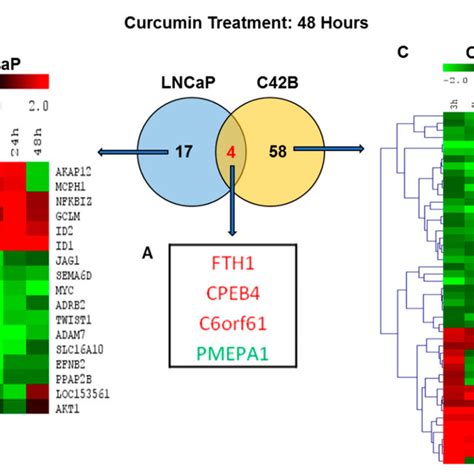 Heatmap Of The Top Canonical Pathway Categories In Lncap And C B